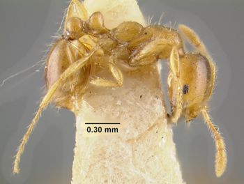 Media type: image;   Entomology 20929 Aspect: habitus lateral view